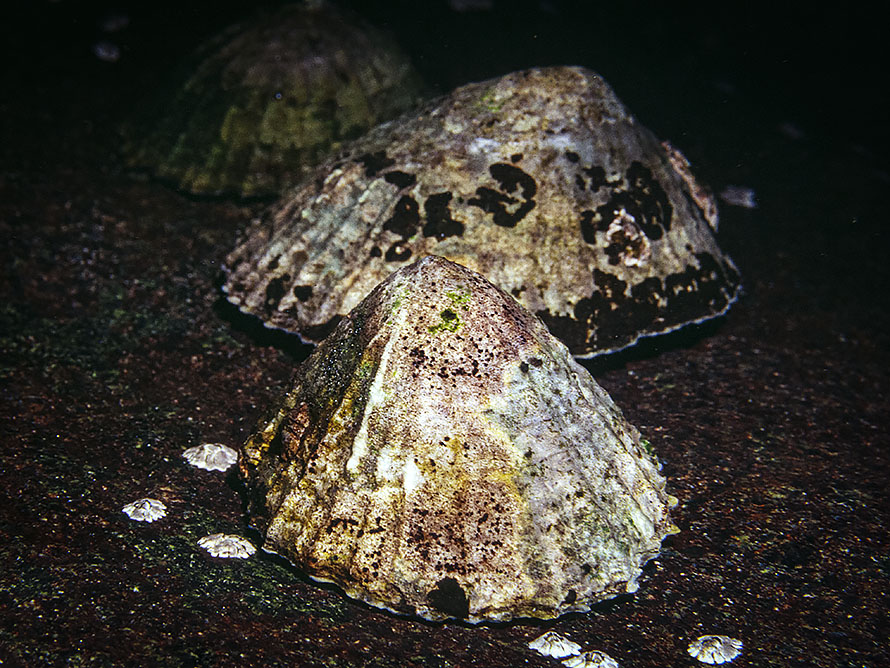Patella vulgata